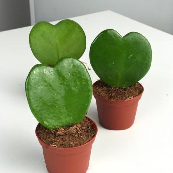 Хоя 05/08